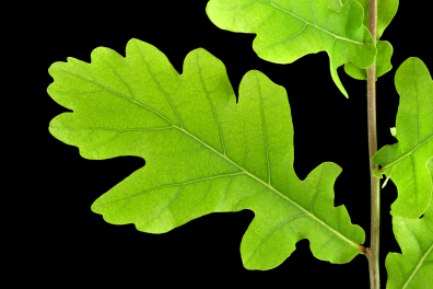 Chêne pédonculé - feuille sur rameau (Quercus robur)